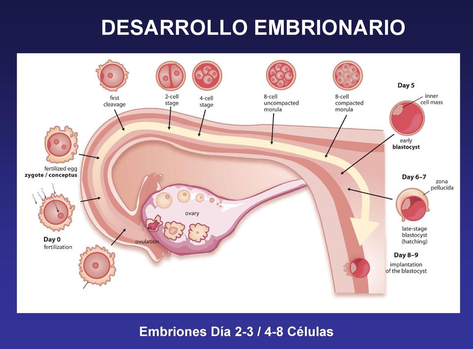Embriones Día