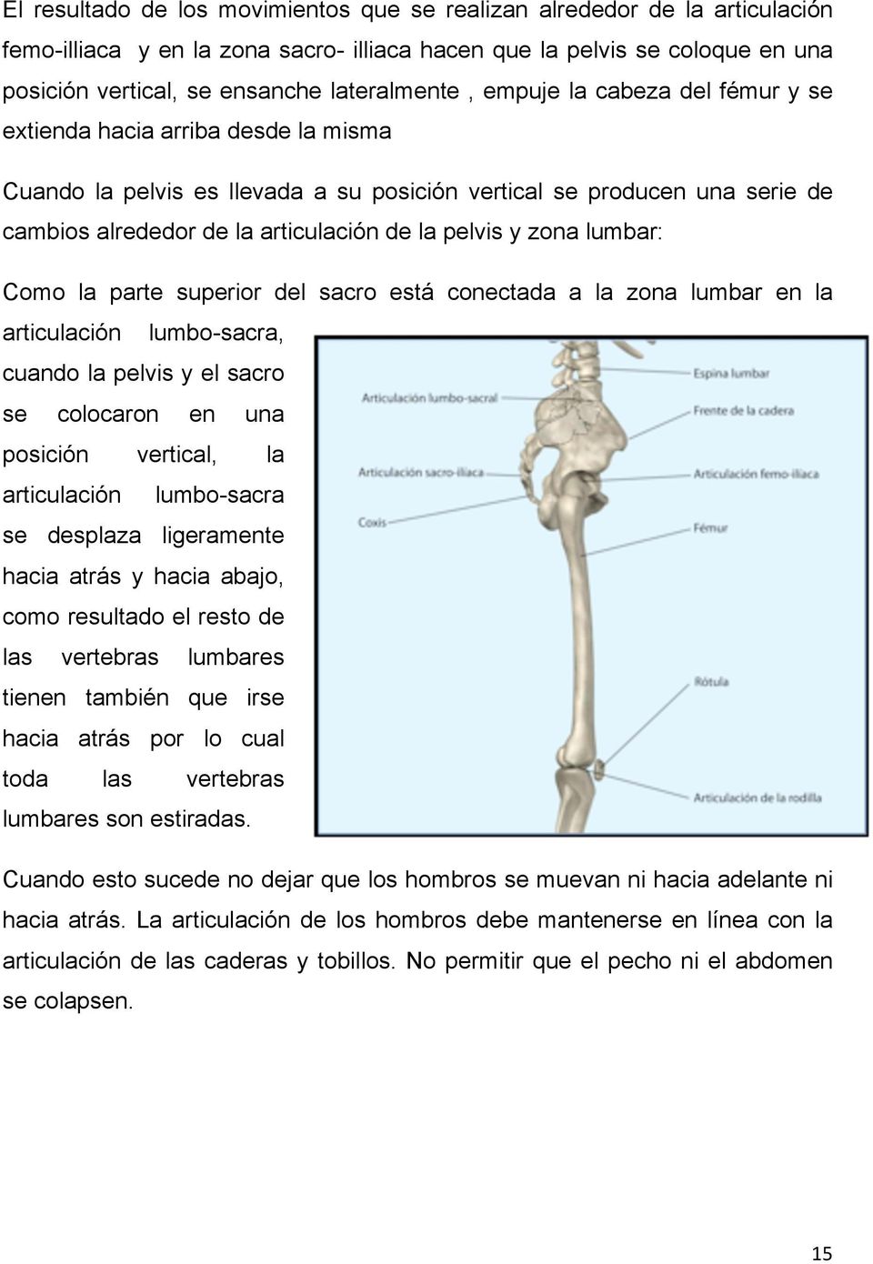 la pelvis y zona lumbar: Como la parte superior del sacro está conectada a la zona lumbar en la articulación lumbo-sacra, cuando la pelvis y el sacro se colocaron en una posición vertical, la