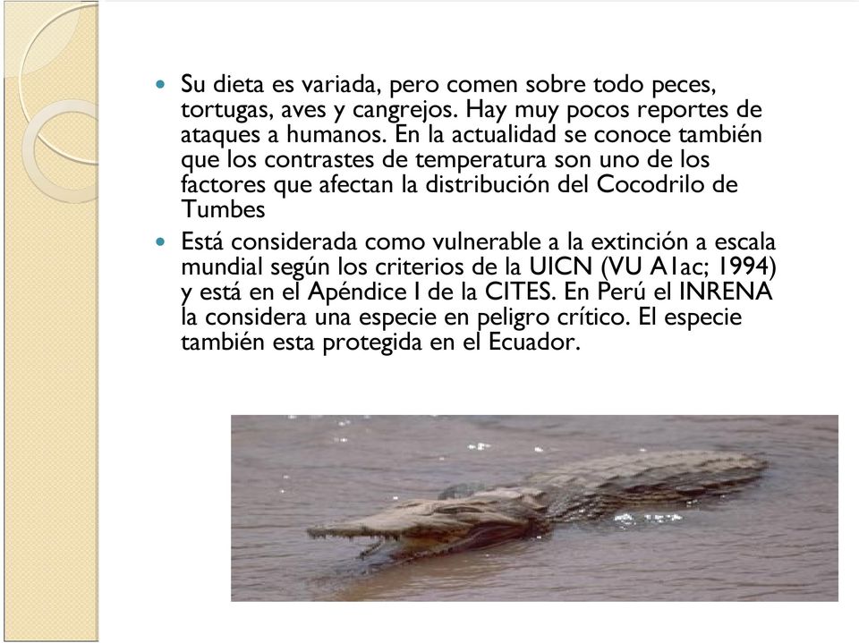 Cocodrilo de Tumbes Está considerada como vulnerable a la extinción a escala mundial según los criterios de la UICN (VU A1ac; 1994)