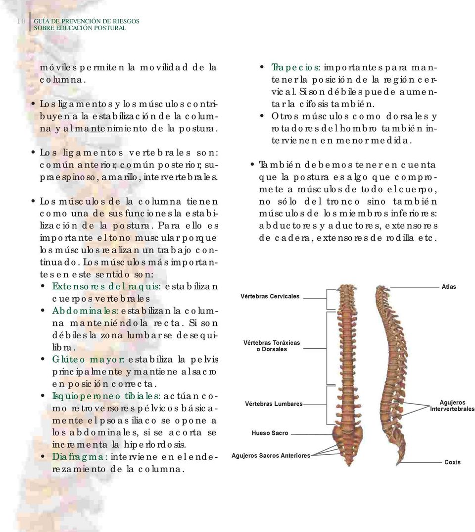 Los ligamentos vertebrales son: común anterior, común posterior, supraespinoso, amarillo, intervertebrales. Los músculos de la columna tienen como una de sus funciones la estabilización de la postura.