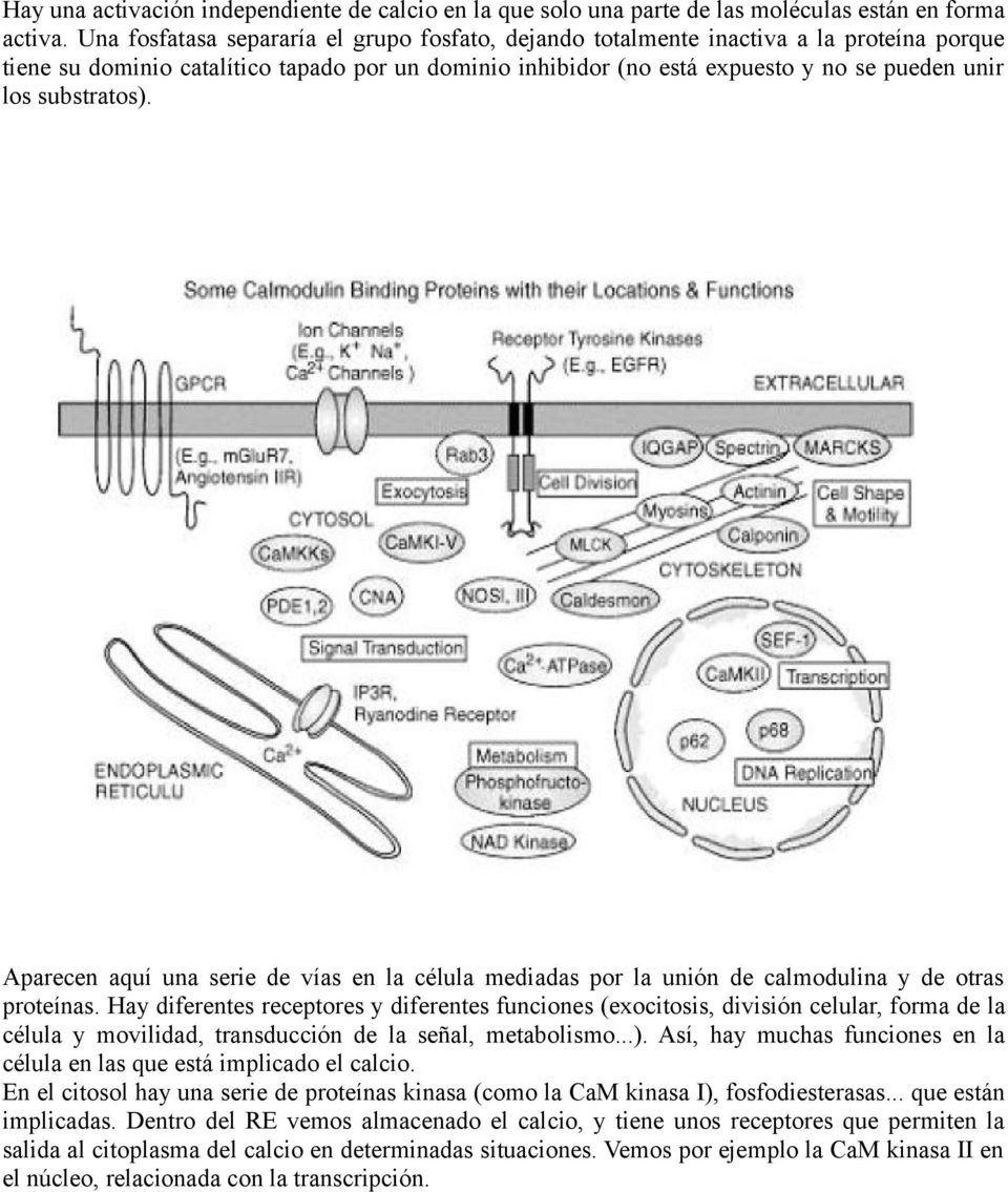 substratos). Aparecen aquí una serie de vías en la célula mediadas por la unión de calmodulina y de otras proteínas.