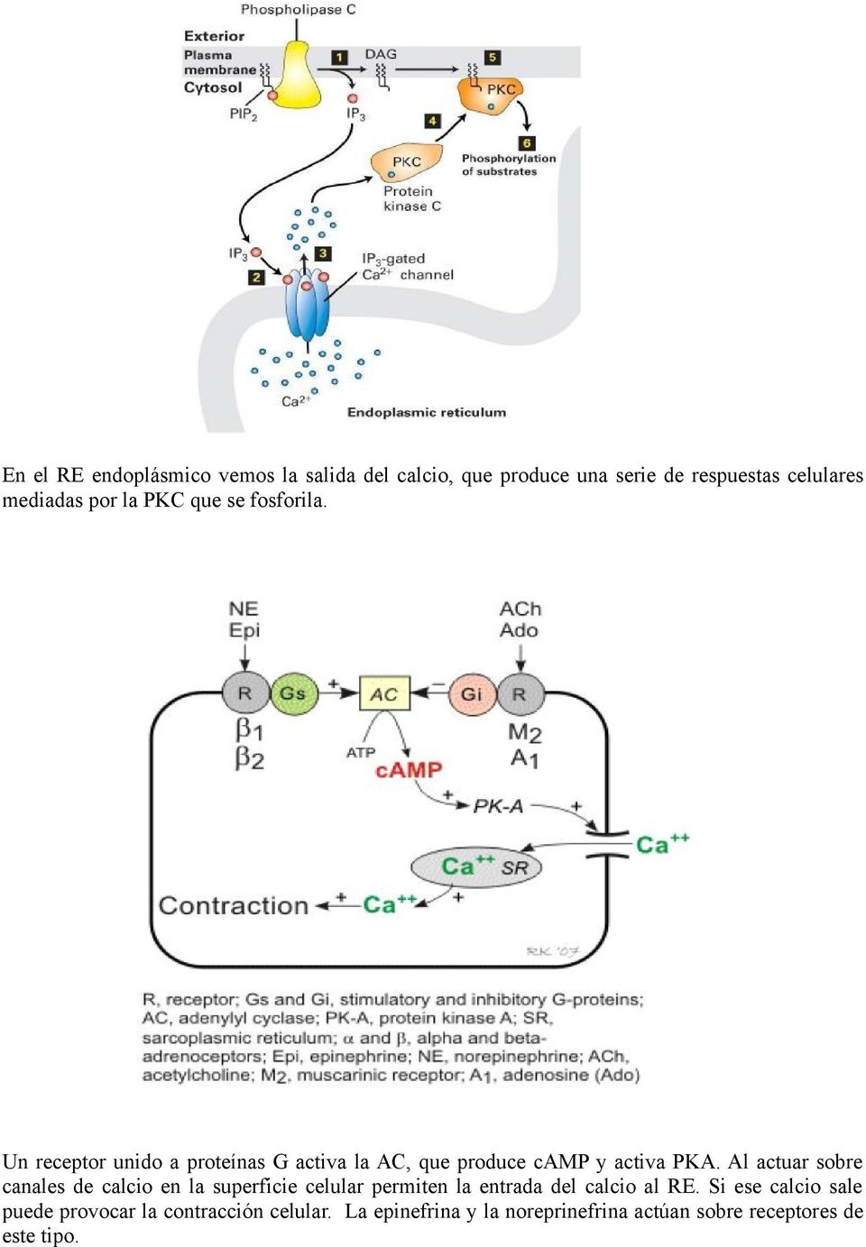 Al actuar sobre canales de calcio en la superficie celular permiten la entrada del calcio al RE.