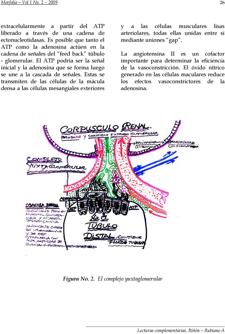 El ATP podría ser la señal inicial y la adenosina que se forma luego se une a la cascada de señales.
