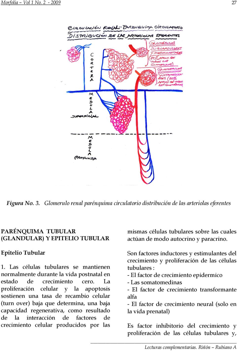 paracrino. Epitelio Tubular 1. Las células tubulares se mantienen normalmente durante la vida postnatal en estado de crecimiento cero.