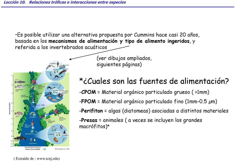 alimentación? -CPOM = Material orgánico particulado grueso ( >1mm) -FPOM = Material orgánico particulado fino (1mm-0.