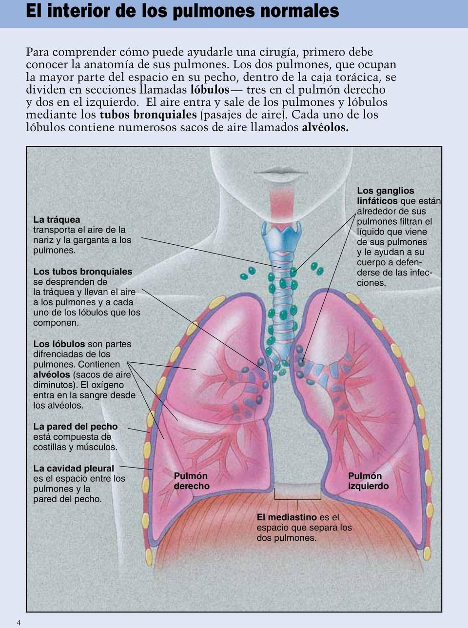 El aire entra y sale de los pulmones y lóbulos mediante los tubos bronquiales (pasajes de aire). Cada uno de los lóbulos contiene numerosos sacos de aire llamados alvéolos.
