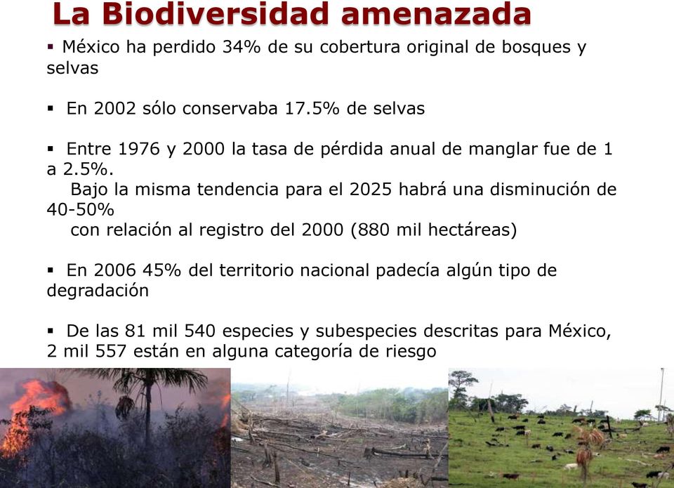 una disminución de 40-50% con relación al registro del 2000 (880 mil hectáreas) En 2006 45% del territorio nacional padecía