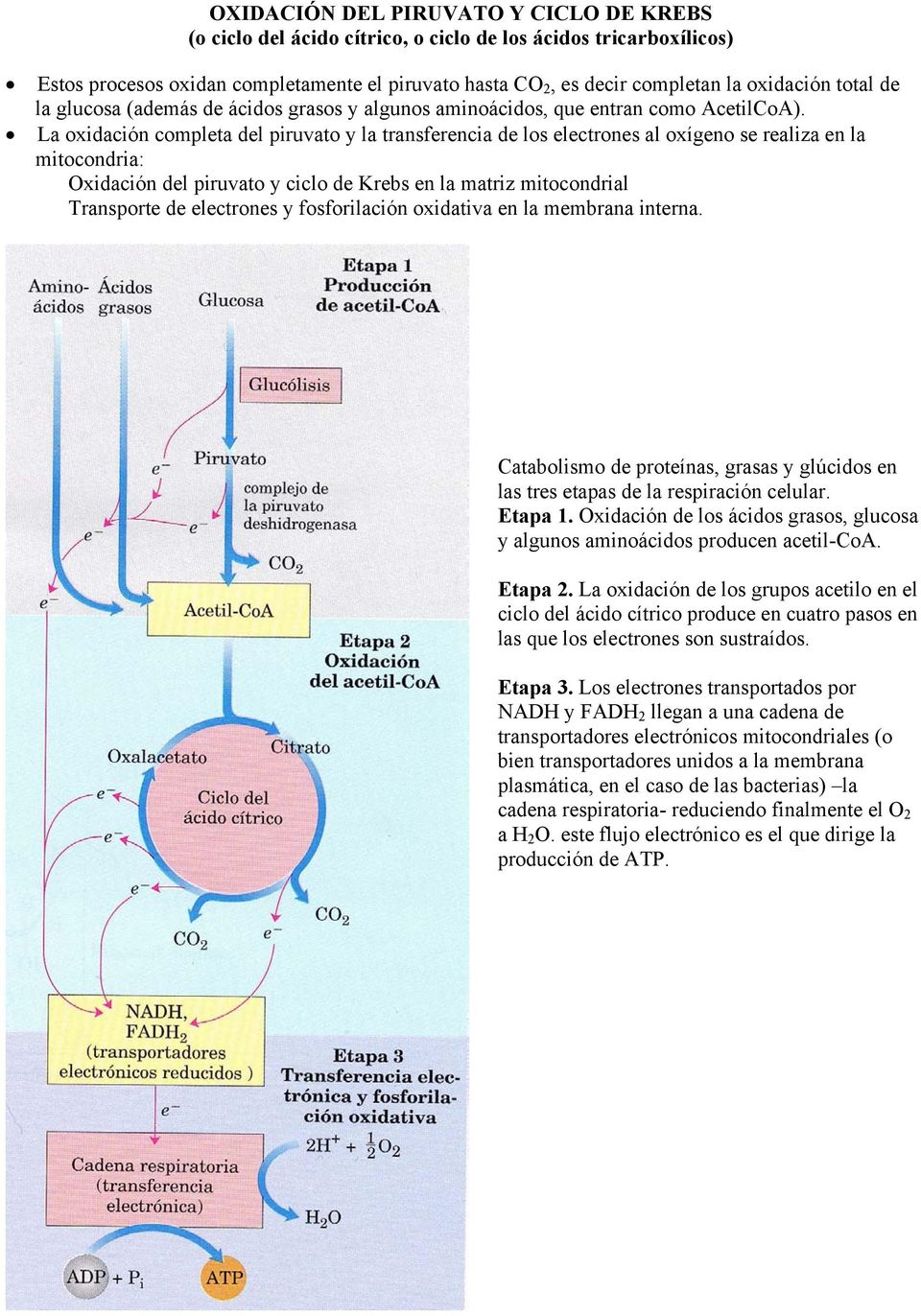 La oxidación completa del piruvato y la transferencia de los electrones al oxígeno se realiza en la mitocondria: Oxidación del piruvato y ciclo de Krebs en la matriz mitocondrial Transporte de