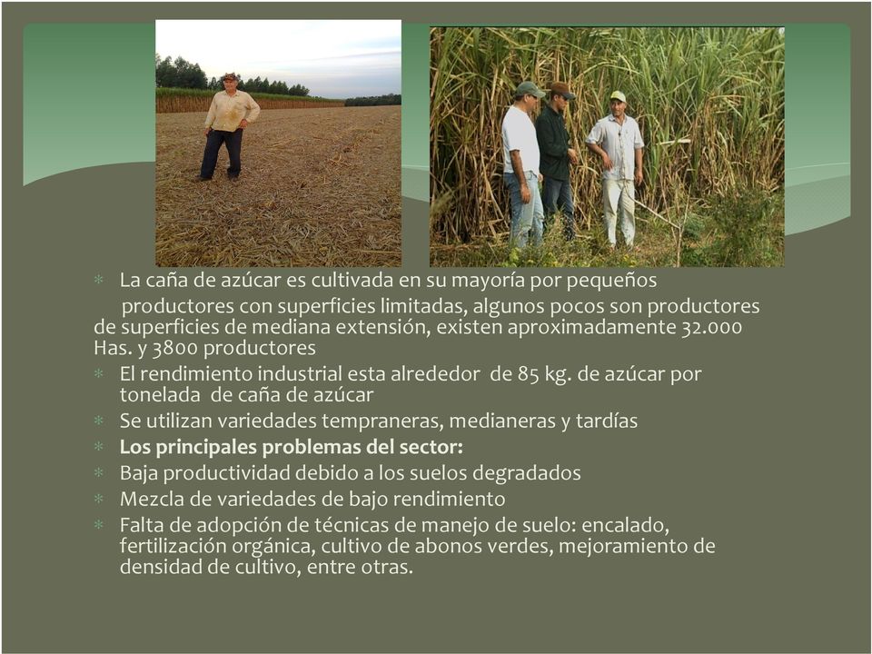 de azúcar por tonelada de caña de azúcar Se utilizan variedades tempraneras, medianeras y tardías Los principales problemas del sector: Baja productividad debido a