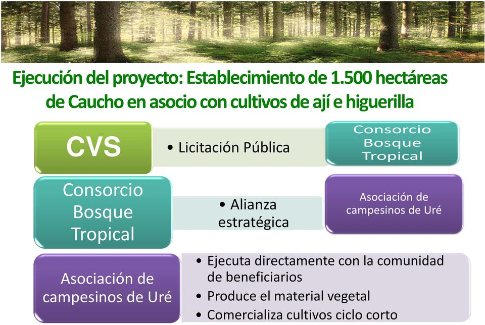 Pública Consorcio Bosque Tropical Asociación de campesinos de Uré Alianza