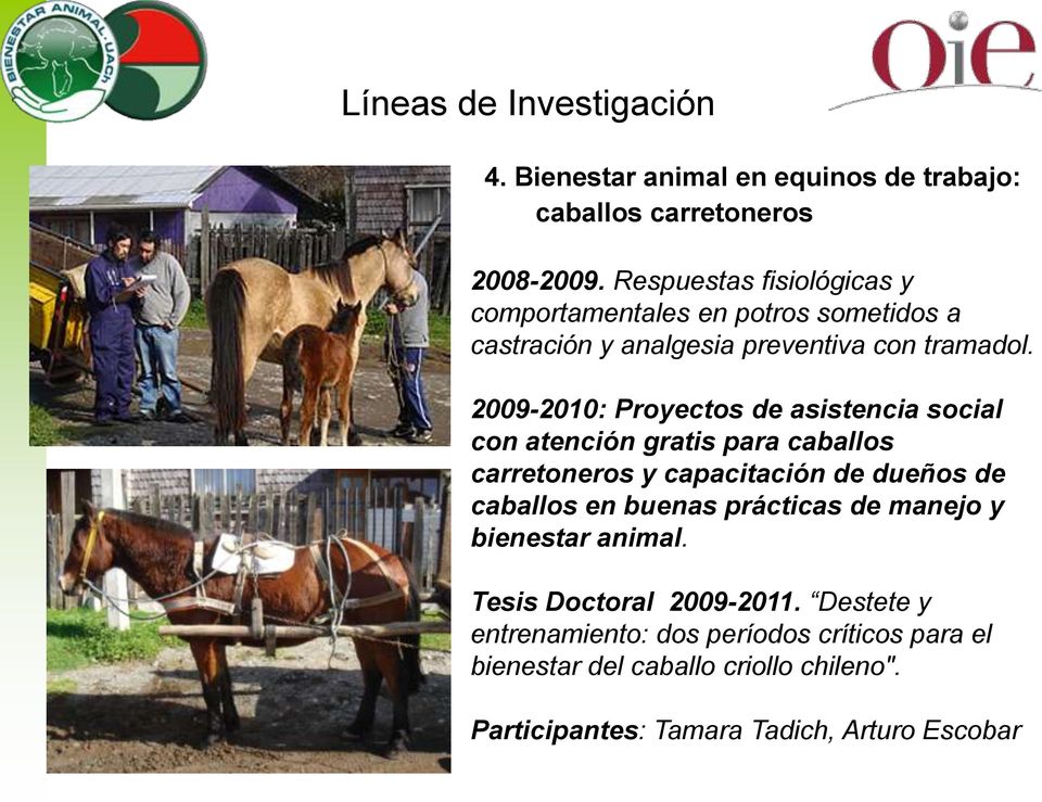 2009-2010: Proyectos de asistencia social con atención gratis para caballos carretoneros y capacitación de dueños de caballos en buenas