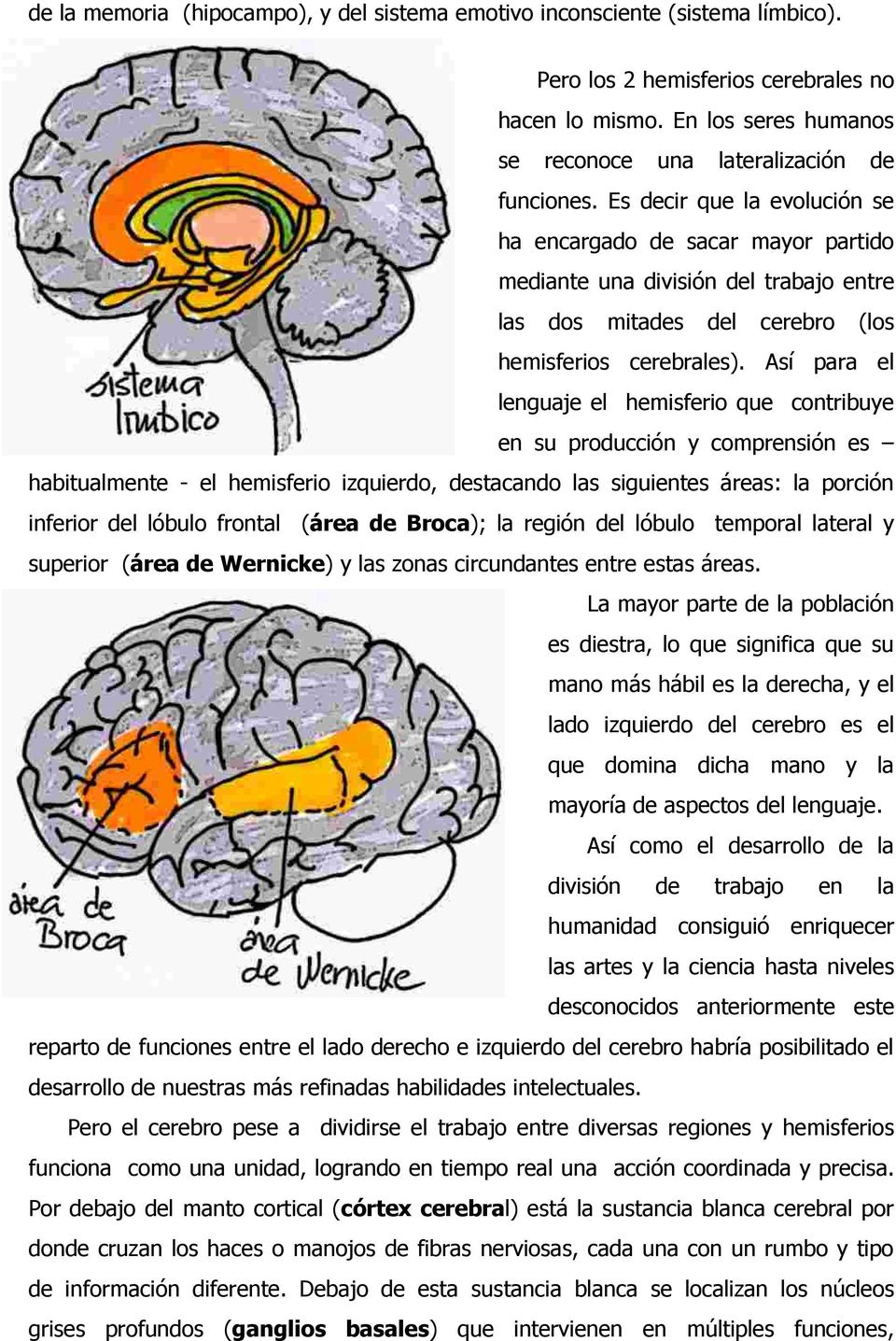 Así para el lenguaje el hemisferio que contribuye en su producción y comprensión es habitualmente - el hemisferio izquierdo, destacando las siguientes áreas: la porción inferior del lóbulo frontal