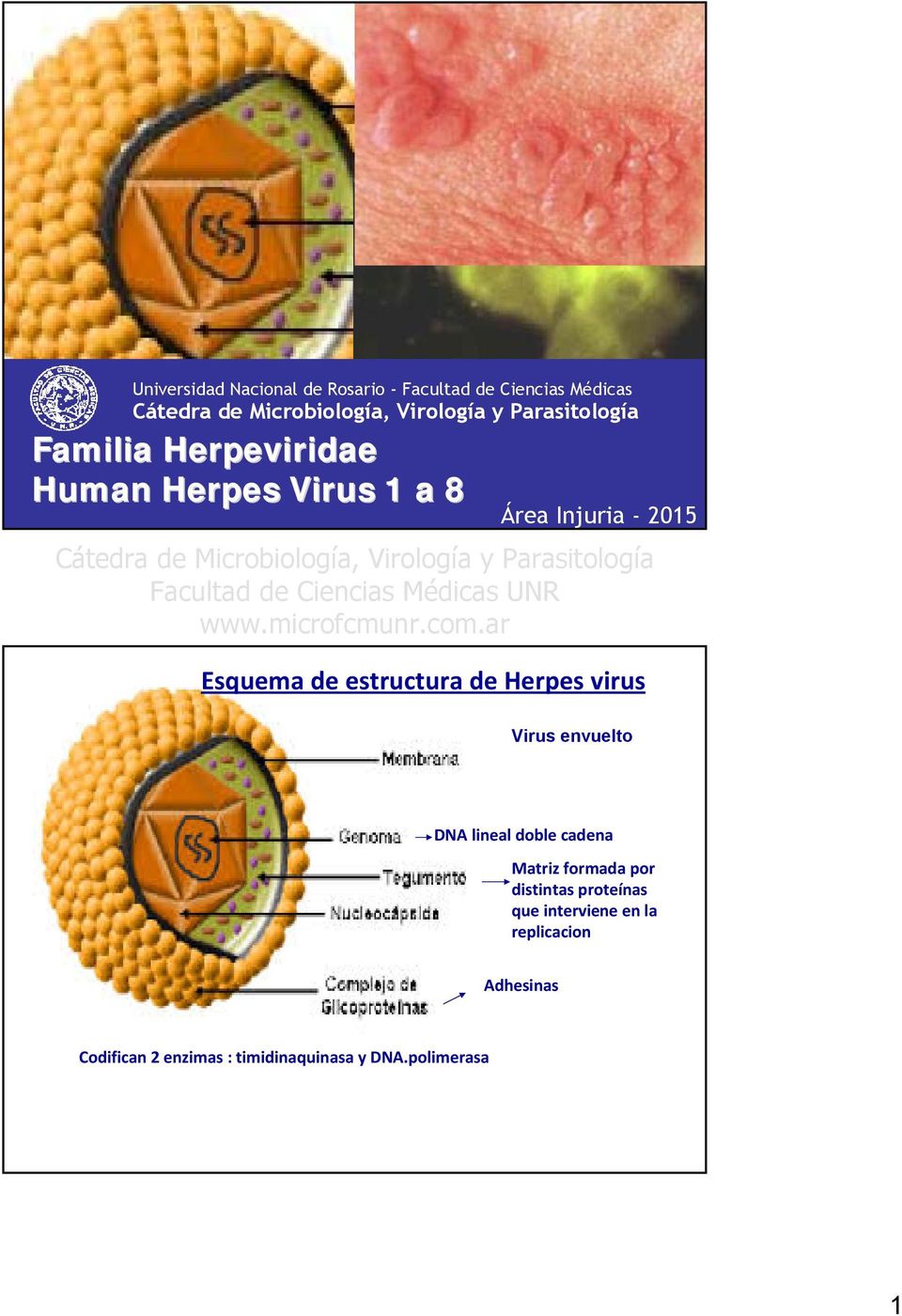 Virología y Parasitología Esquema de estructura de Herpes virus Virus vuelto DNA lineal doble cada Matriz