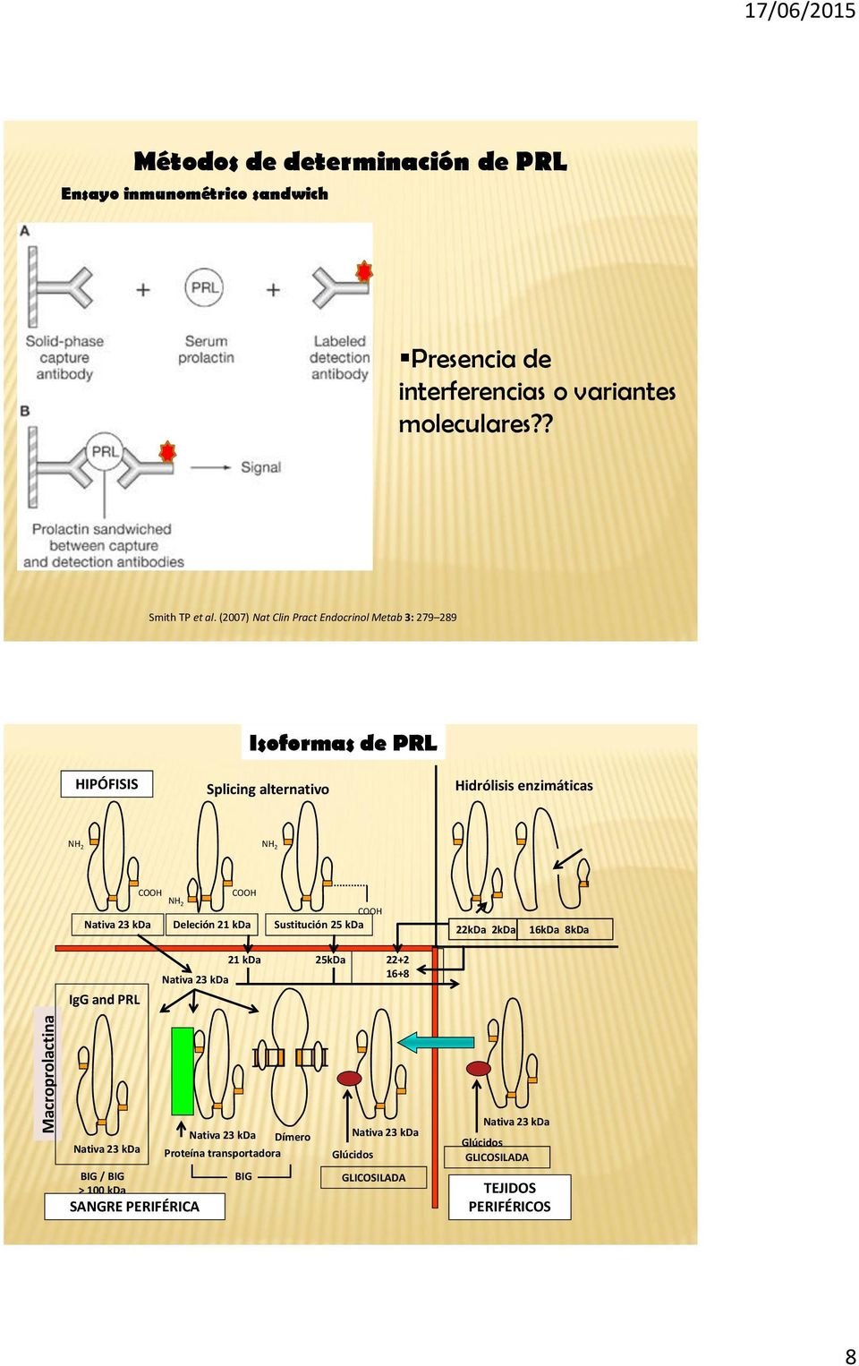 (2007) Nat Clin Pract Endocrinol Metab 3: 279 289 Isoformas de PRL HIPÓFISIS Splicing alternativo Hidrólisis enzimáticas NH 2 NH 2 COOH COOH NH 2 Nativa 23