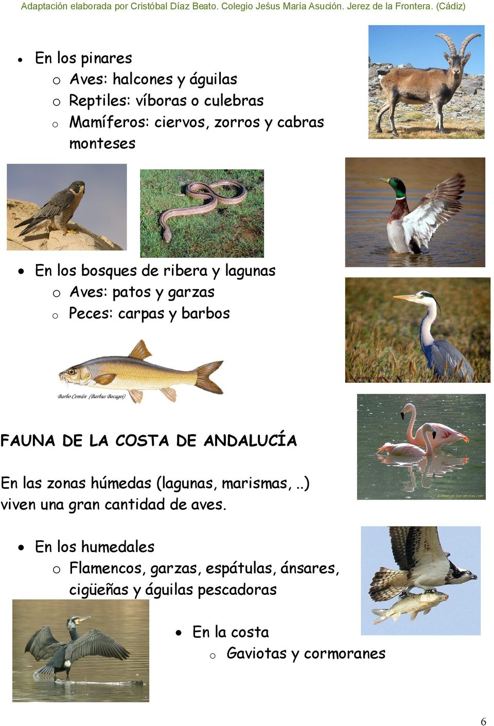 LA COSTA DE ANDALUCÍA En las zonas húmedas (lagunas, marismas,..) viven una gran cantidad de aves.