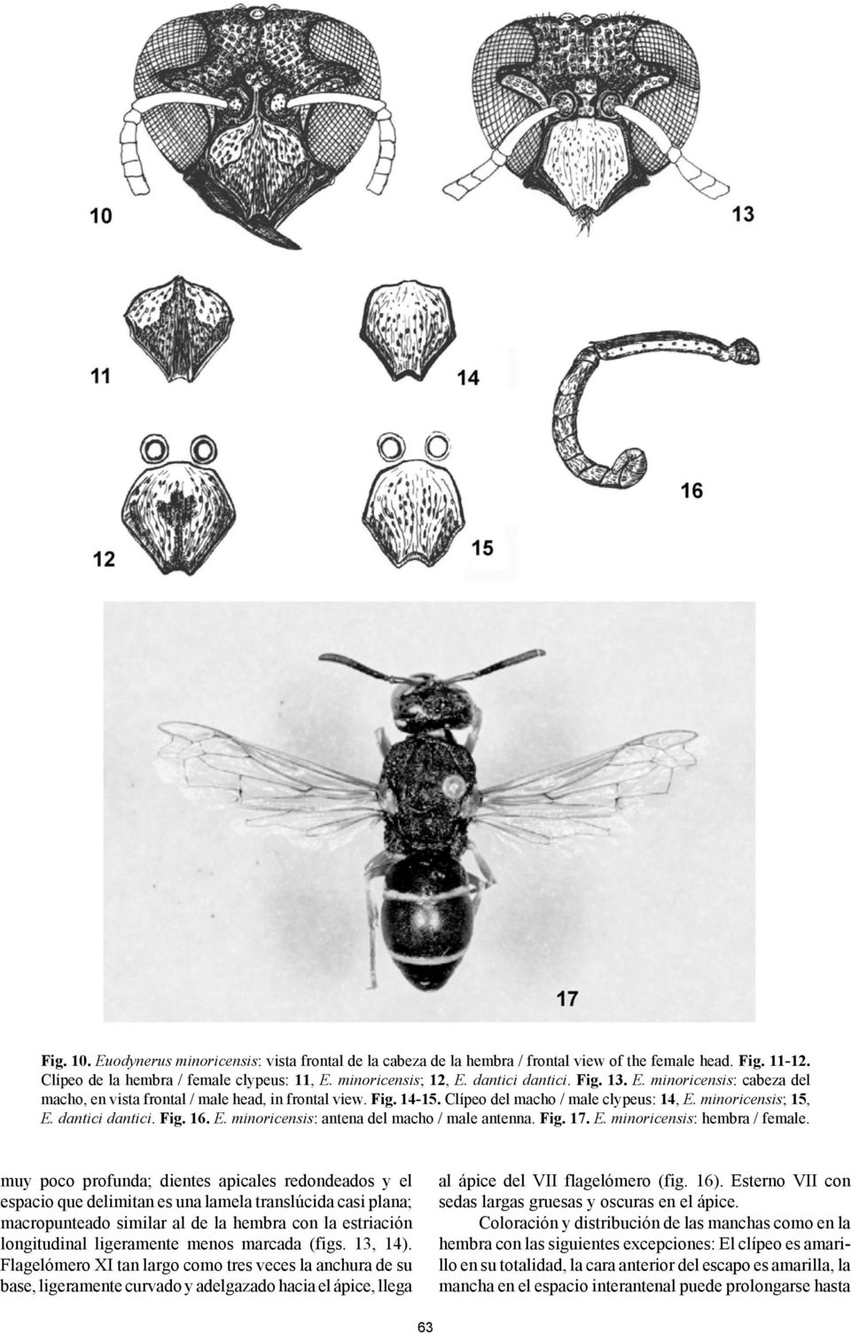 Fig. 16. E. minoricensis: antena del macho / male antenna. Fig. 17. E. minoricensis: hembra / female.