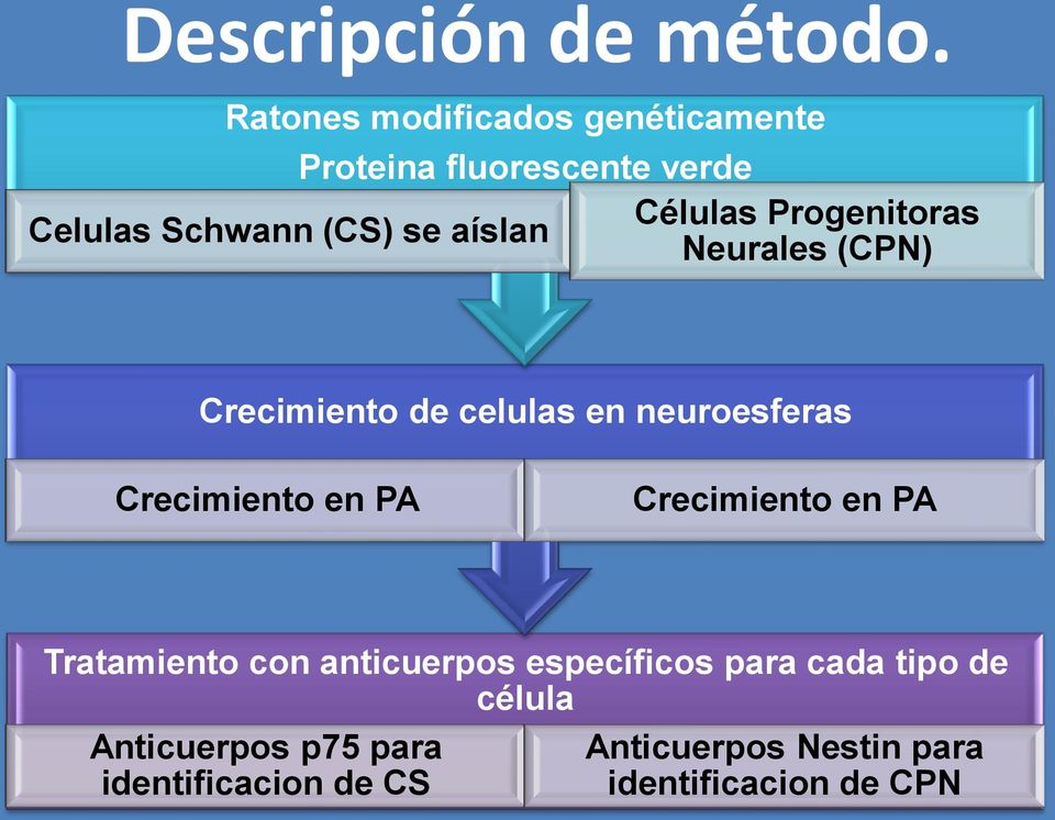 Schwann (CS) se aíslan Neurales (CPN) Crecimiento de celulas en neuroesferas Crecimiento en PA
