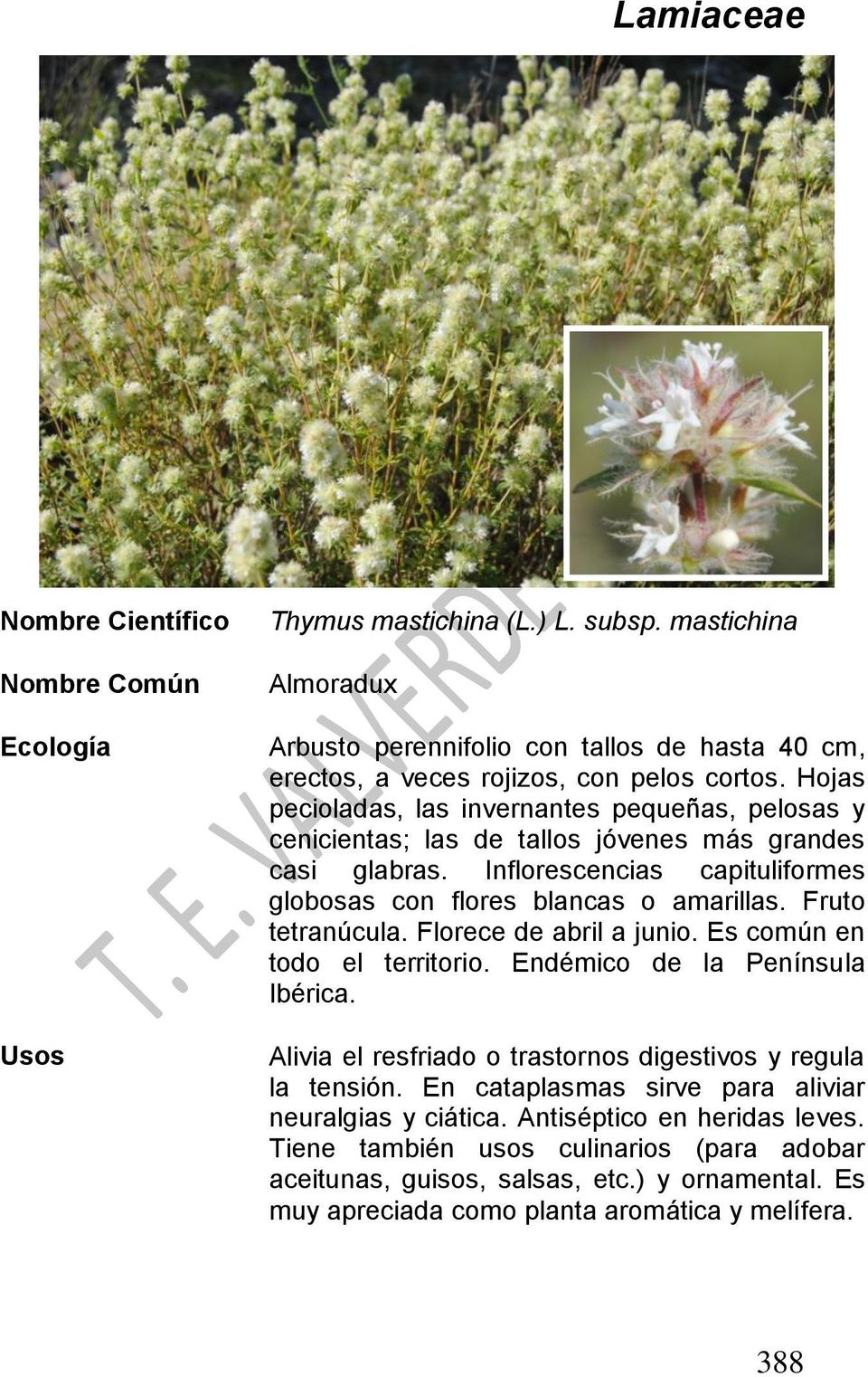 Inflorescencias capituliformes globosas con flores blancas o amarillas. Fruto tetranúcula. Florece de abril a junio. Es común en todo el territorio. Endémico de la Península Ibérica.