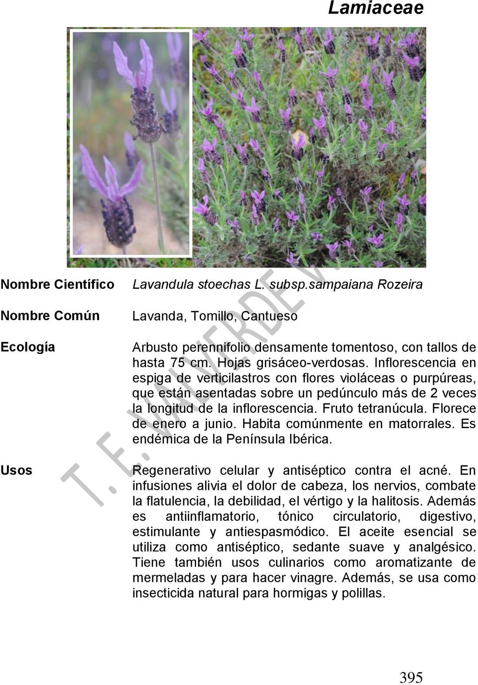 Florece de enero a junio. Habita comúnmente en matorrales. Es endémica de la Península Ibérica. Regenerativo celular y antiséptico contra el acné.