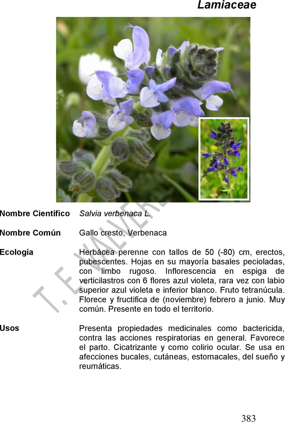 Inflorescencia en espiga de verticilastros con 6 flores azul violeta, rara vez con labio superior azul violeta e inferior blanco. Fruto tetranúcula.