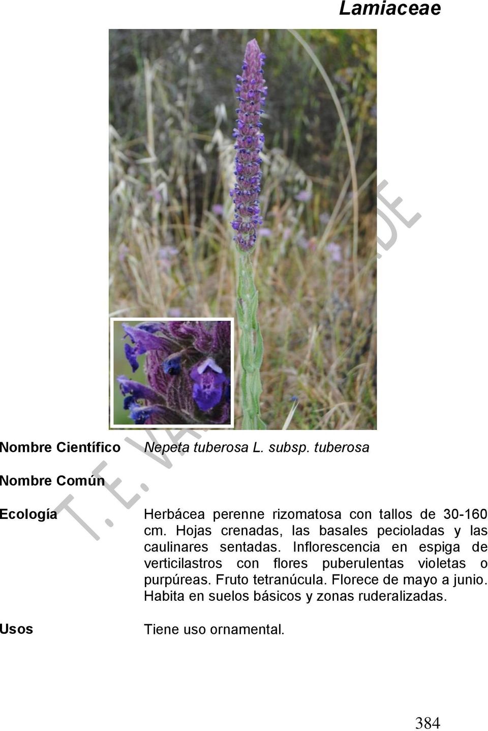 Inflorescencia en espiga de verticilastros con flores puberulentas violetas o purpúreas.