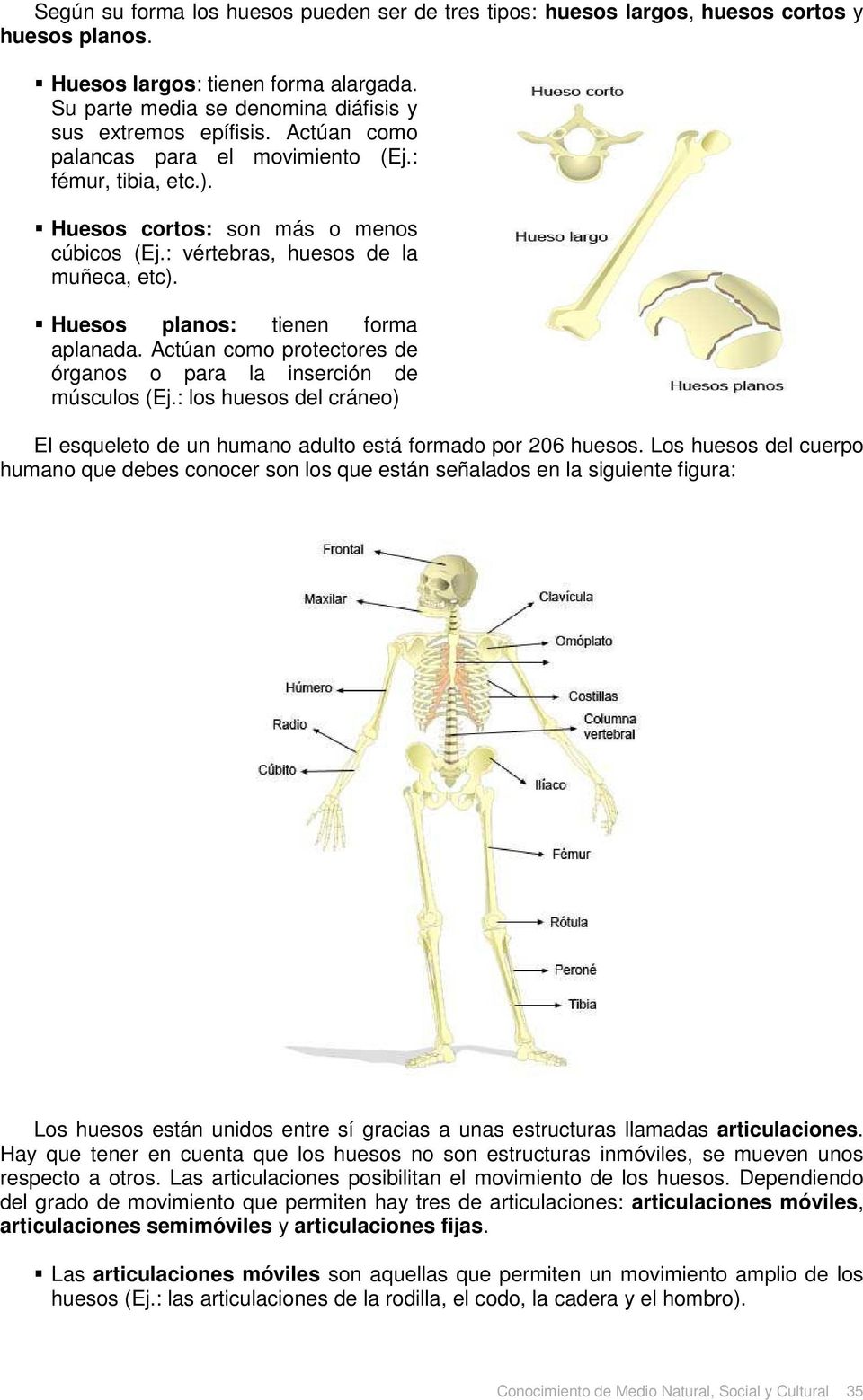 Actúan como protectores de órganos o para la inserción de músculos (Ej.: los huesos del cráneo) El esqueleto de un humano adulto está formado por 206 huesos.