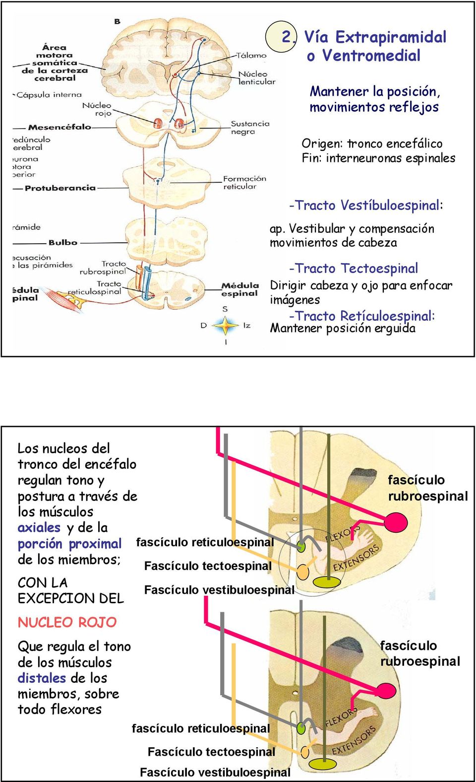 encéfalo regulan tono y postura a través de los músculos axiales y de la porción proximal fascículo reticuloespinal de los miembros; Fascículo tectoespinal CON LA Fascículo vestibuloespinal