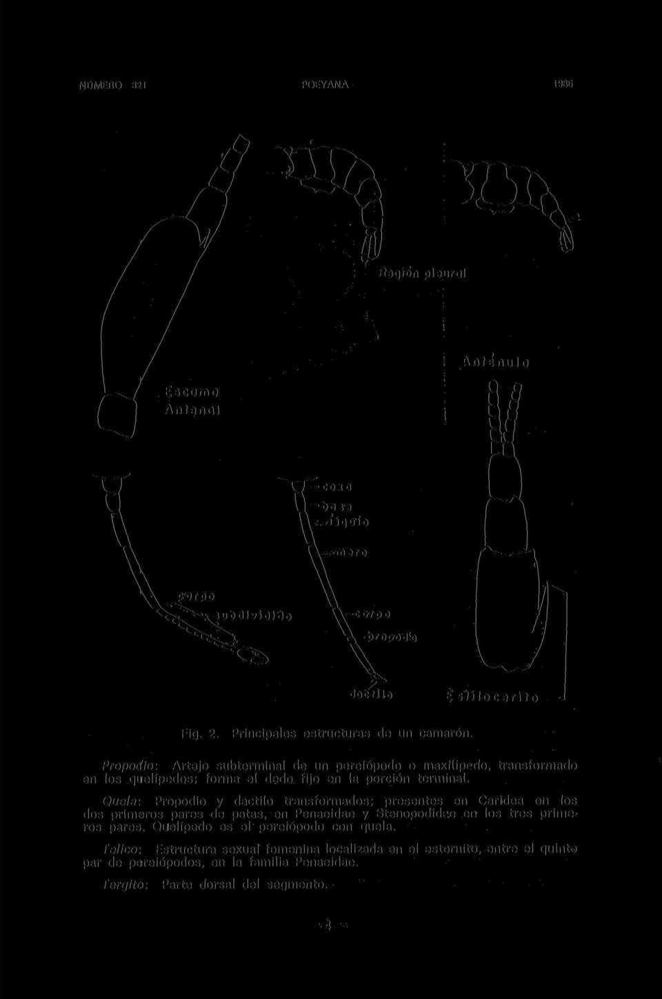 Propoú'io: Artejo subterminal de un pereiópodo o maxflípedo, transformado en los quelípedos; forma el dedo fijo en la porción terminal.