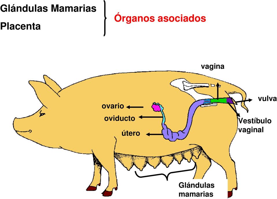 ovario oviducto útero vulva