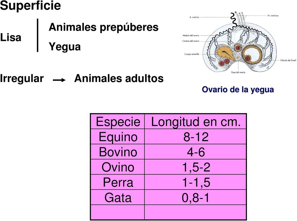 yegua Especie Longitud en cm.