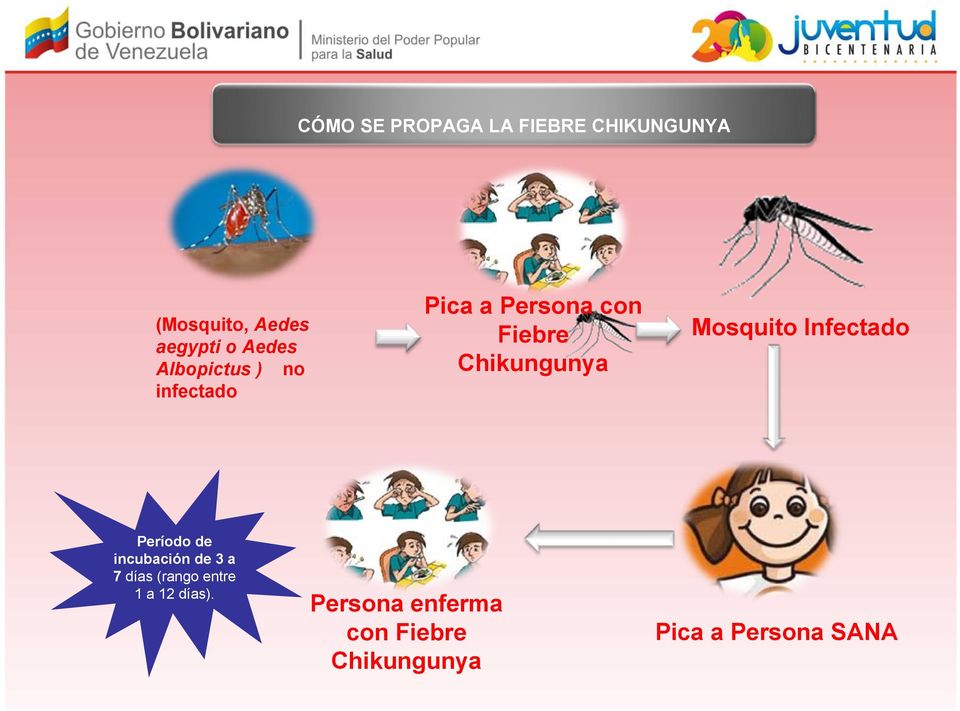 Chikungunya Mosquito Infectado Período de incubación de 3 a 7 días