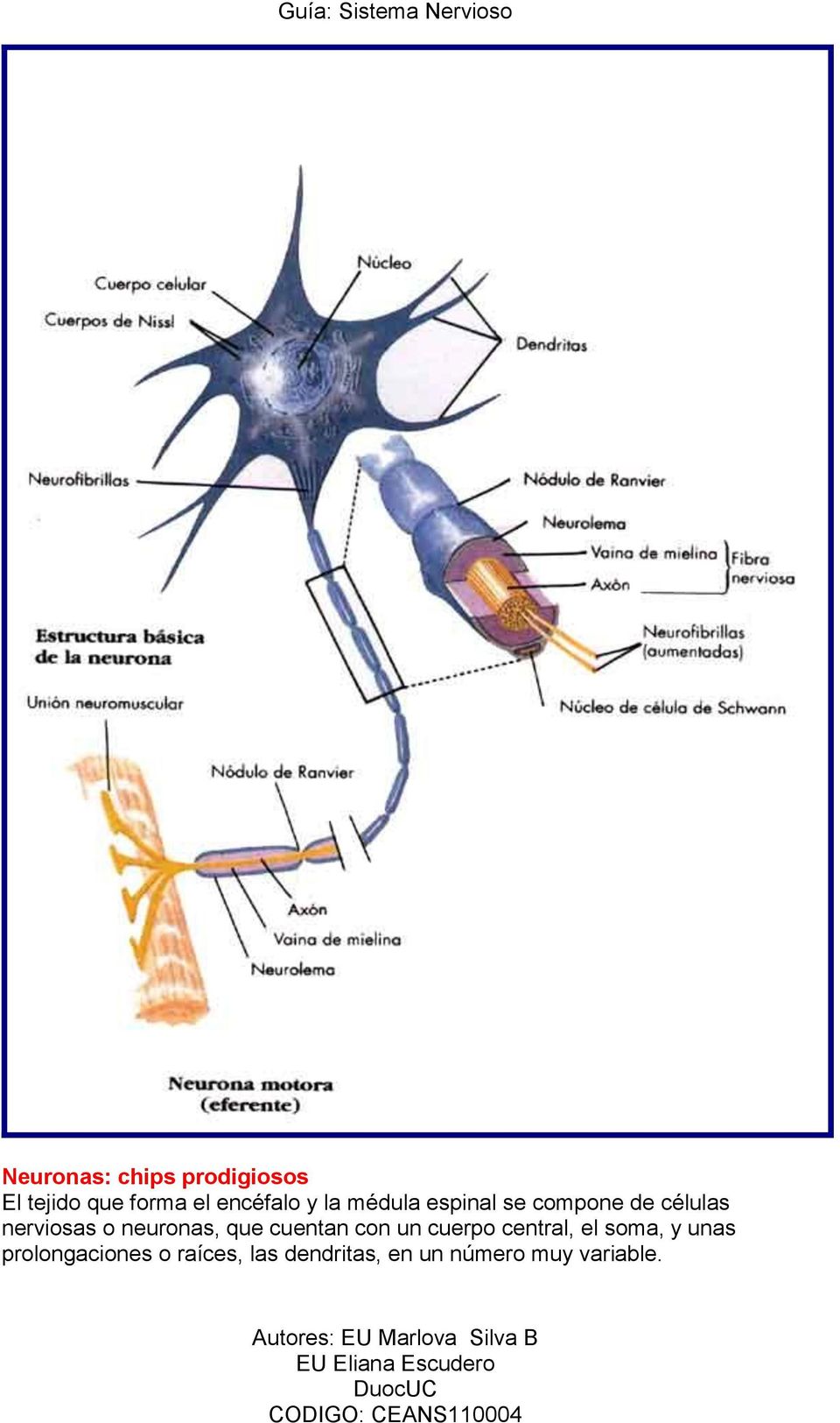 neuronas, que cuentan con un cuerpo central, el soma, y unas