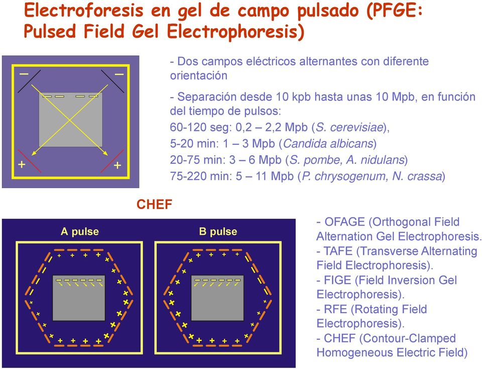 chrysogenum, N. crassa) + + + + + A pulse + + + + + + + + + + + + + + + CHEF + + + + + + + + B pulse + + + + + + + + + + + + - OFAGE (Orthogonal Field Alternation Gel Electrophoresis.