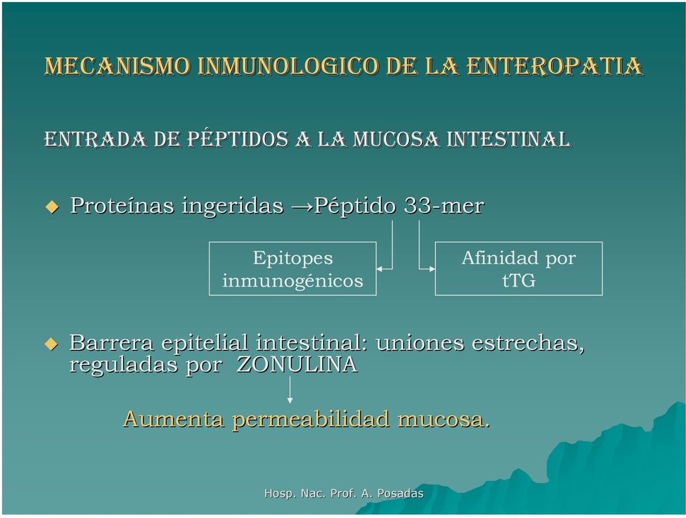 inmunogénicos Afinidad por ttg Barrera epitelial intestinal: