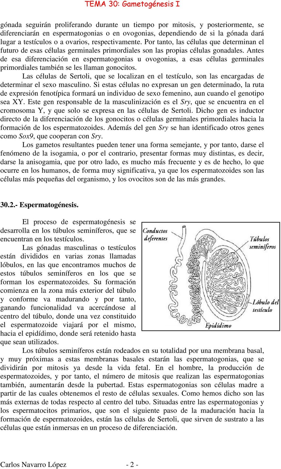 Antes de esa diferenciación en espermatogonias u ovogonias, a esas células germinales primordiales también se les llaman gonocitos.