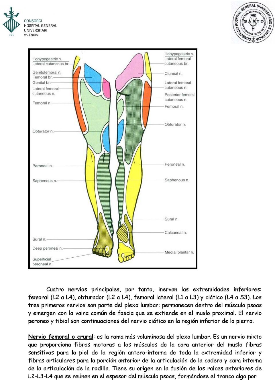 El nervio peroneo y tibial son continuaciones del nervio ciático en la región inferior de la pierna. Nervio femoral o crural: es la rama más voluminosa del plexo lumbar.