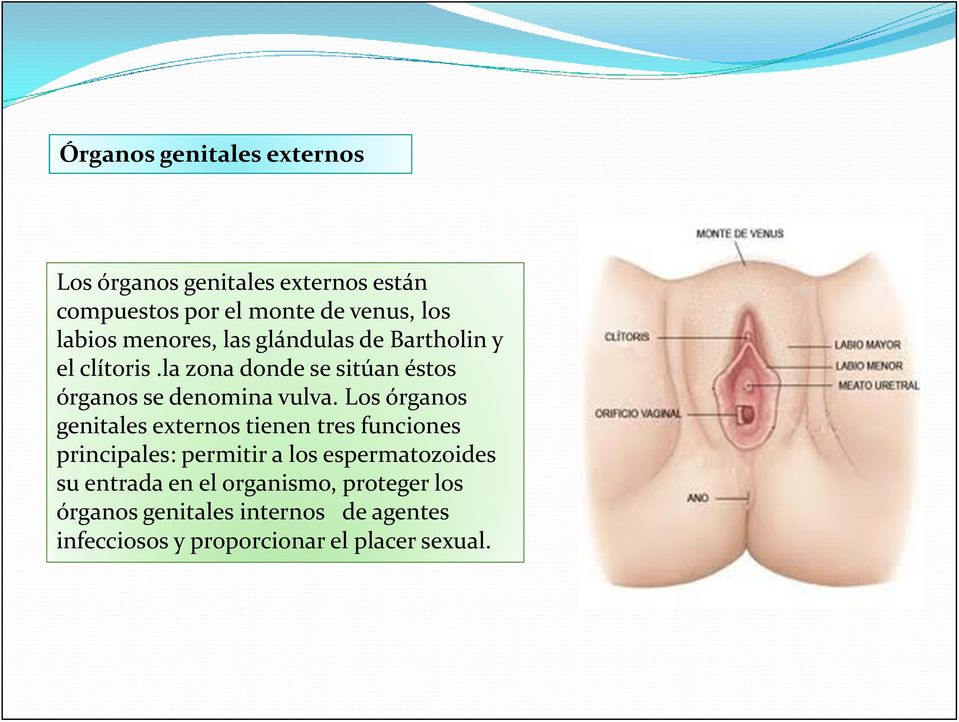 Los órganos genitales externos tienen tres funciones principales: permitir a los espermatozoides su entrada