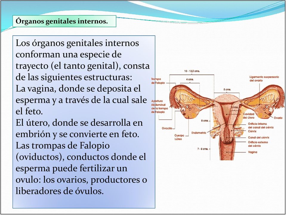 siguientes estructuras: La vagina, donde se deposita el esperma y a través de la cual sale el feto.