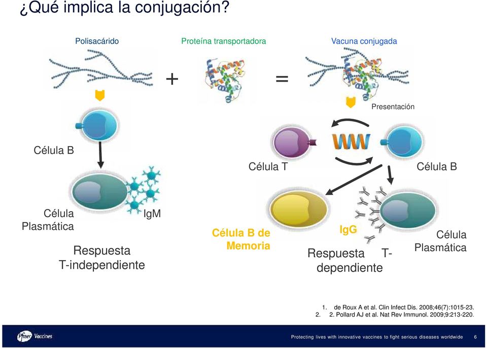 Célula B Célula Plasmática Respuesta T-independiente IgM Célula B de Memoria IgG