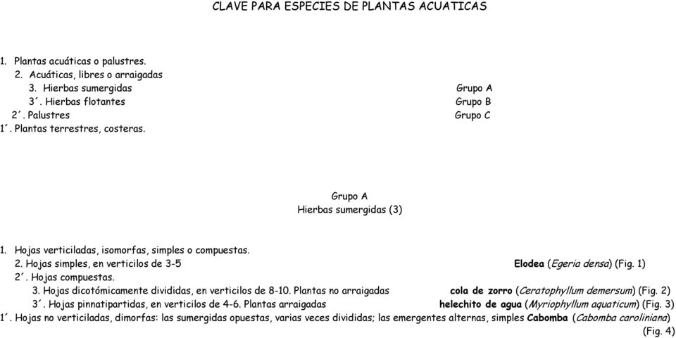 Hojas compuestas. 3. Hojas dicotómicamente divididas, en verticilos de 8-10. Plantas no arraigadas cola de zorro (Ceratophyllum demersum) (Fig. 2) 3. Hojas pinnatipartidas, en verticilos de 4-6.