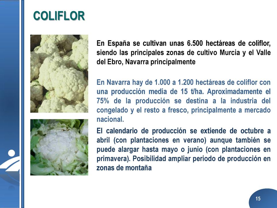 200 hectáreas de coliflor con una producción media de 15 t/ha.