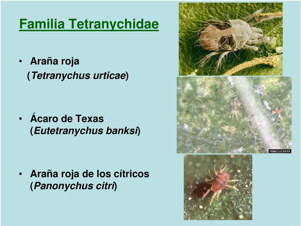 Texas (Eutetranychus banksi) Araña