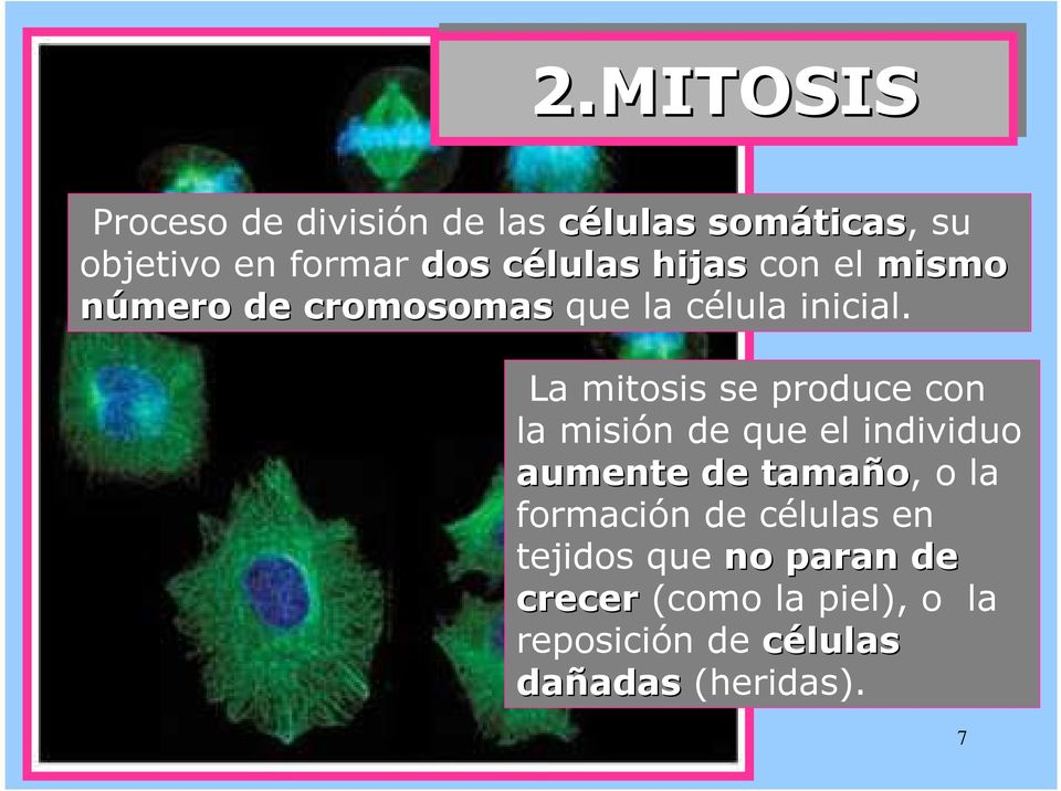 La mitosis se produce con la misión de que el individuo aumente de tamaño, o la formación