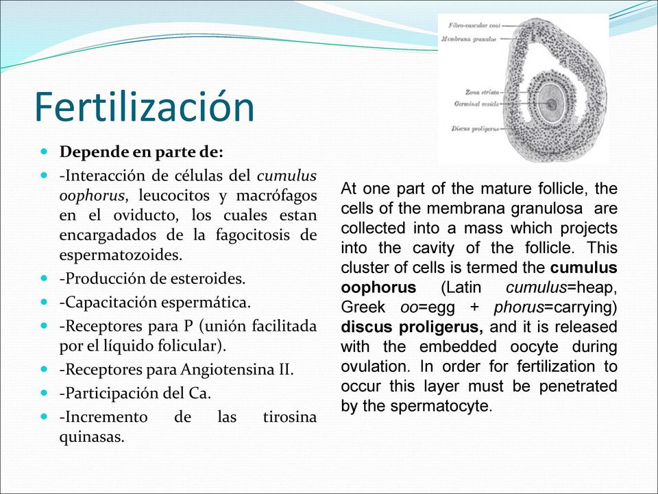 -Incremento de las tirosina quinasas. At one part of the mature follicle, the cells of the membrana granulosa are collected into a mass which projects into the cavity of the follicle.