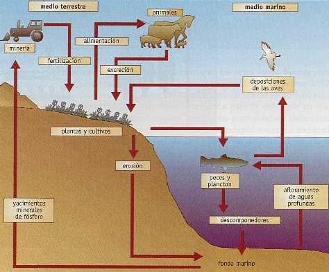 40 Ciclo del azufre I. Individualmente contesta lo que se te pide a continuación: Qué entiendes por ecosistema? Cuáles son los componentes de un ecosistema?