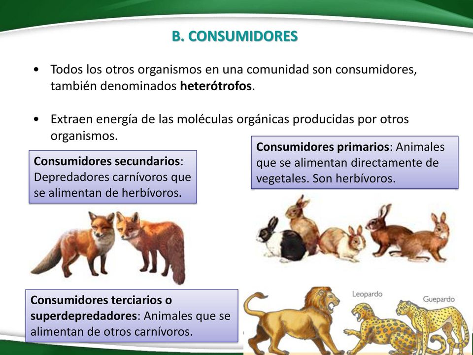 Consumidores secundarios: Depredadores carnívoros que se alimentan de herbívoros.