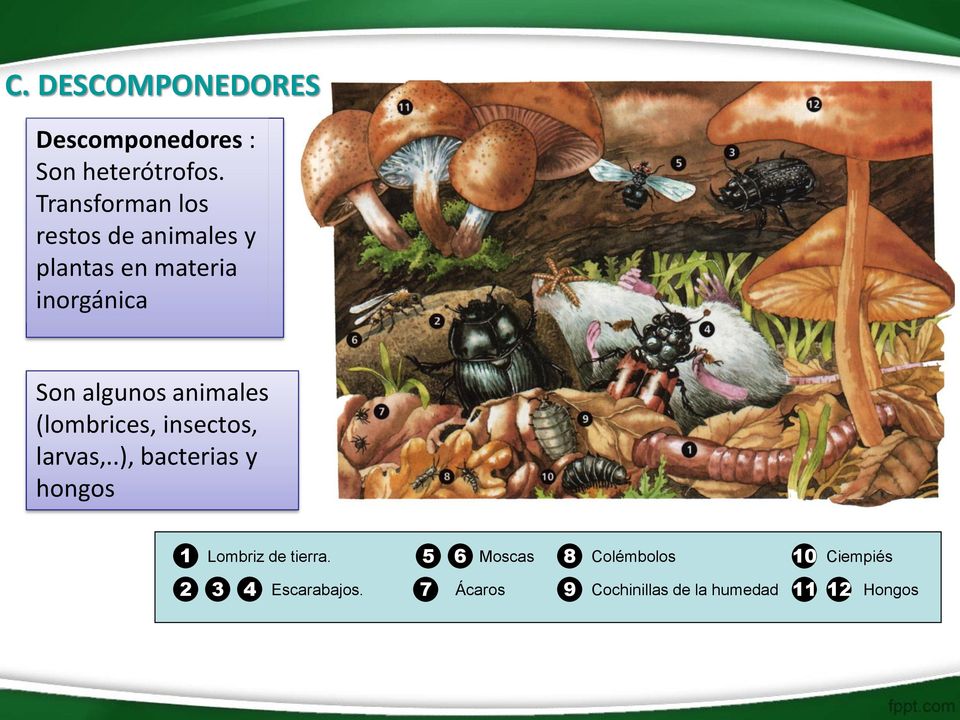 animales (lombrices, insectos, larvas,..), bacterias y hongos 1 Lombriz de tierra.