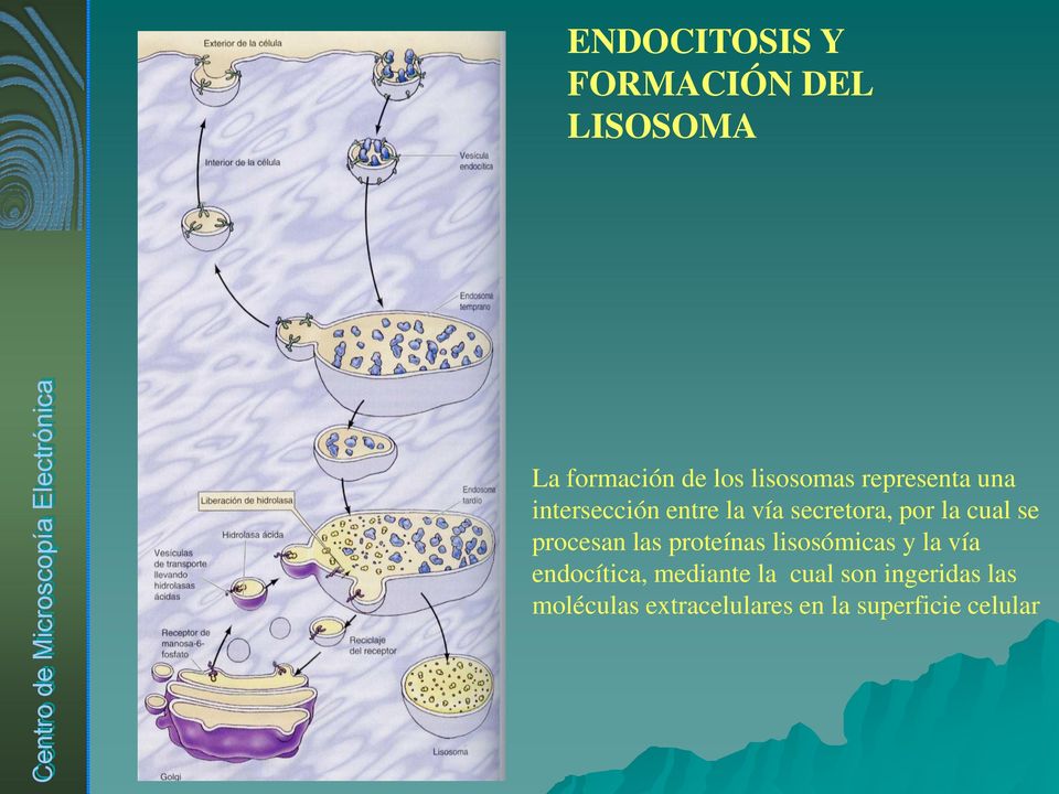 procesan las proteínas lisosómicas y la vía endocítica, mediante la
