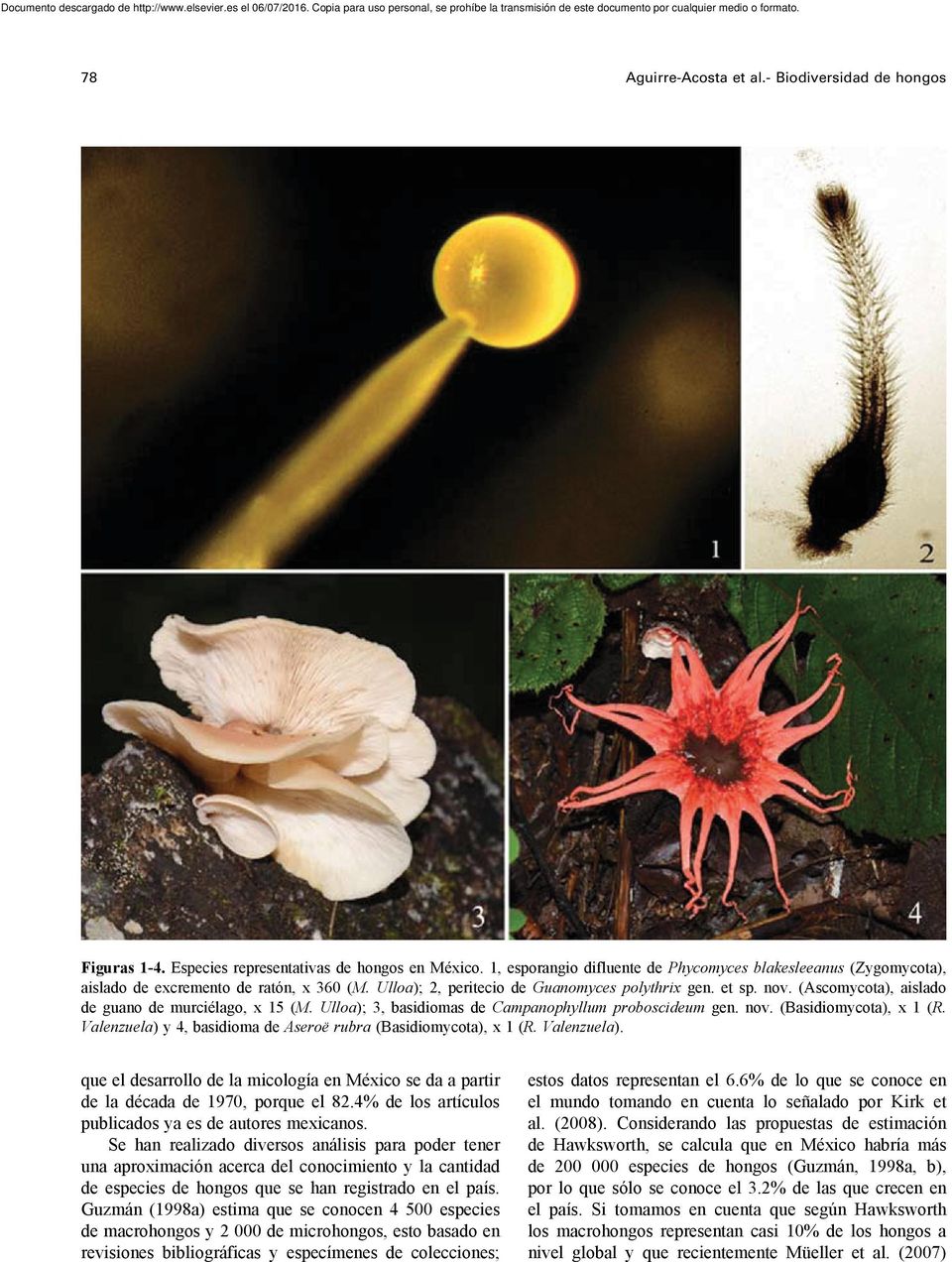 (Ascomycota), aislado de guano de murciélago, x 15 (M. Ulloa); 3, basidiomas de Campanophyllum proboscideum gen. nov. (Basidiomycota), x 1 (R.