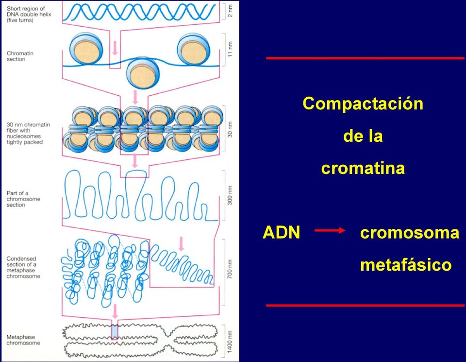 cromatina ADN